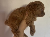 TÜM TÜRKİYEYE TOY POODLE YAVRU