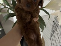 Orjinal saf kan red brown poodle türünün en iyi kalitesi