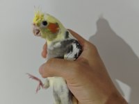 Yavru sultan papağanı
