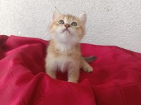 BRİTİSH SHORTHAİR YAVRULARI