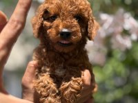 Tatlı yavru poodle köpeği