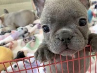 Irk Ve Sağlık Garantili French Bulldog