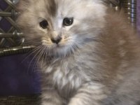 Şecereli maine coon erkek ns24