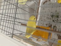 LUTİNO YAVRU MUHABBET KUŞU