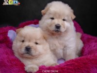 DİŞİ VE ERKEK CHOW CHOW (ÇİN ASLANI) YAVRULARIMIZ
