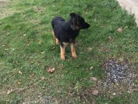 4 aylık safkan erkek alman çoban köpeği