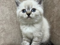 Safkan british shorthair AYI SURAT TOP KAFA bebiş