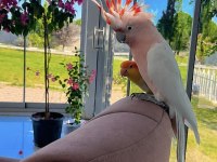 TÜRKİYEDE TEK ÖZEL SERİ İNKA KAKADU