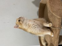 Ny12 dişi bebek british shorthair