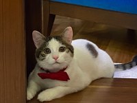 UYSAL VE SAKİN BEBEK KEDİMİZ ŞANS