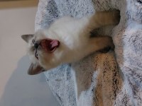 British shorthair blue point erkek