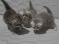 Scottish fold 2 dişi ve 2 erkek bebek