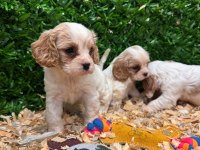 Burkemden A Kan Cavalier King Charles Yavruları