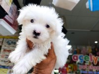TESLİME HAZIR MALTESE