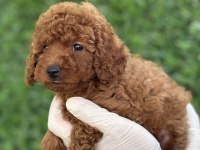 Minicik Bedende Kocaman Sevgi Poodle
