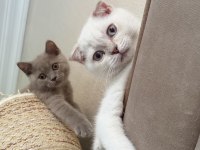 Scottish Fold Yavrumuz