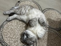 3 aylık scottish fold yavru erkek kedimiz