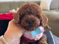 Minik poodle yavrum barbie