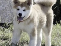 JAPON AKİTA KÖPEĞİMİZ