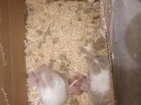 Albino yavru hamster