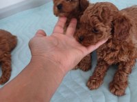 Show kalite kore toy poodle ziyarete açık