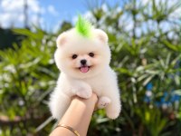 Orjinal Pomeranian yavrularımız 