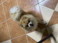 Üst Düzey 2.5 Yaşında Erkek Pomeranian Boo