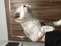 2 Aylık safkan dişi british shorthair strike