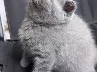 Tertemiz scottish fold yavrusu