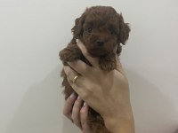 Mini Boy Poodle Yavrular