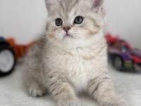 British shorthair bebek kediler
