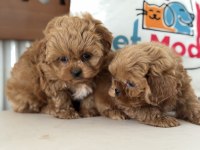 Petmode köpek çiftliğinden tea cup kore maltipoo