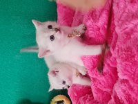 British shorthair blue point yavrularımız hazır