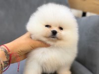 Show kalite ayı surat pomeranian yavrularımız