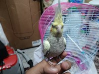 3 Aylık Sultan Papağanı