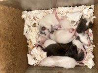 Dumbo rat yavruları