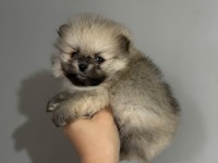 Teacup ayı surat pomeranian boo yavrular
