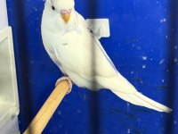Yeni Yeme Düşmüş Mor Sp Albino Litüno Kuşlar