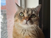 Isparta Şarkikaarağaç British Shorthair Golden Tabby