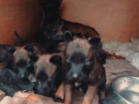100% kuşak garantili belçika kurdu