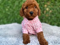 Toy poodle bebekler