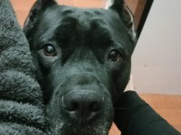 Cane Corso Erkek