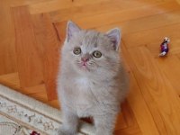 LİLAC ERKEK VE DİŞİ KEDİLER