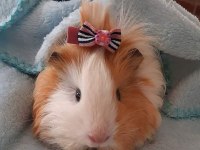 Kapıya Teslim Guinea pig Setleri