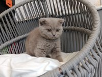 Scottish fold lilac