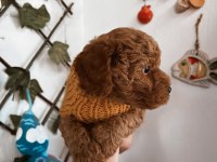 Çok sevimli çok akıllı poodle bebeğim