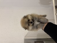 Pomeranian boo 1,5 aylık yavrularımız