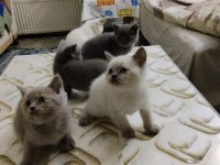 BRİTİSH SHORTHAİR KEDİLER