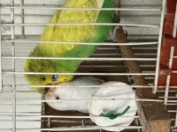 Tepeli Kumbara Ve Albino Takım Muhabbet Kuşu
