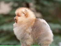 TEDDY BEAR POMERANİAN YAVRULARI